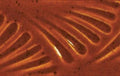 PC52 Deep Sienna Speckle