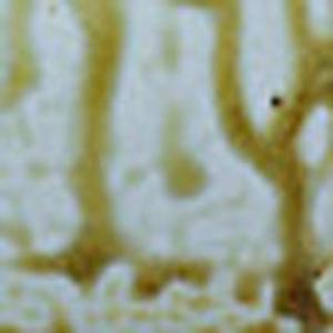 SP1422 Fig